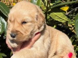 3 chiots femelles Golden Retriever à réserver LOF avril 2026