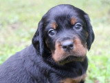 4 chiots Setter Gordon LOF nés en avril 2026 à réserver