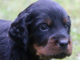 4 chiots Setter Gordon LOF nés en avril 2026 à réserver