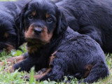 4 chiots Setter Gordon LOF nés en avril 2026 à réserver