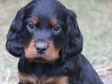4 chiots Setter Gordon LOF nés en avril 2026 à réserver
