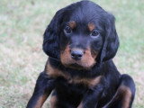 4 chiots Setter Gordon LOF nés en avril 2026 à réserver