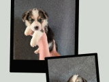 3 chiots femelles Welsh Corgi Pembroke non LOF à réserver