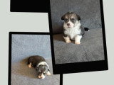 3 chiots femelles Welsh Corgi Pembroke non LOF à réserver