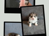 3 chiots femelles Welsh Corgi Pembroke non LOF à réserver