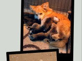 3 chiots femelles Welsh Corgi Pembroke non LOF à réserver