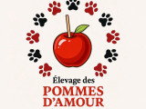 3 chiots femelles Welsh Corgi Pembroke non LOF à réserver