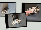 Trois chiots femelles Welsh Corgi Pembroke non LOF à réserver, nés en mars 2026