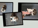 Trois chiots femelles Welsh Corgi Pembroke non LOF à réserver, nés en mars 2026