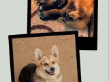 Trois chiots femelles Welsh Corgi Pembroke non LOF à réserver, nés en mars 2026