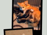 Trois chiots femelles Welsh Corgi Pembroke non LOF à réserver, nés en mars 2026