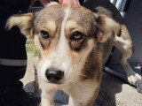 Hope, petite chienne très douce à adopter en association