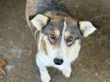 Hope, petite chienne très douce à adopter en association