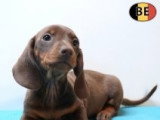 Chiots Teckel à poil court à vendre en animalerie