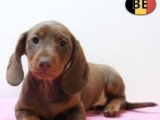 Chiots Teckel à poil court à vendre en animalerie