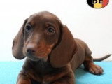Chiots Teckel à poil court à vendre en animalerie