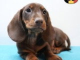 Chiots Teckel à poil court à vendre en animalerie