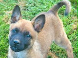 Chiot femelle Berger Belge Malinois LOF de février 2026 à vendre