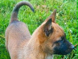 Chiot femelle Berger Belge Malinois LOF de février 2026 à vendre