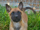 Chiot femelle Berger Belge Malinois LOF de février 2026 à vendre