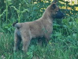 Chiot femelle Berger Belge Malinois LOF de février 2026 à vendre