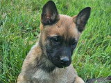Chiot femelle Berger Belge Malinois LOF de février 2026 à vendre