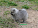 3 chiots Spitz LOF nés en mars 2026 à réserver