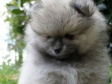 3 chiots Spitz LOF nés en mars 2026 à réserver