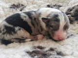 8 chiots Berger Australien LOF nés avril 2026 à vendre