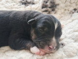 8 chiots Berger Australien LOF nés avril 2026 à vendre