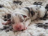8 chiots Berger Australien LOF nés avril 2026 à vendre