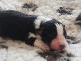 8 chiots Berger Australien LOF nés avril 2026 à vendre