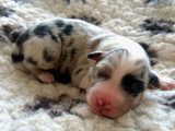 8 chiots Berger Australien LOF nés avril 2026 à vendre