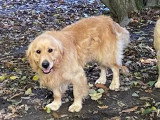 Golden Retriever mâle de 4 ans inscrit au LOF à vendre