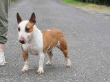 Chienne Bull Terrier Miniature LOF confirmée de 2023 à vendre
