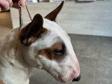 Chienne Bull Terrier Miniature LOF confirmée de 2023 à vendre