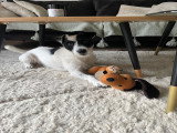 Ulysse, mâle Terrier du Révérend Russell LOF disponible pour saillie