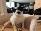 Ulysse, mâle Terrier du Révérend Russell LOF disponible pour saillie