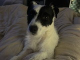 Ulysse, mâle Terrier du Révérend Russell LOF disponible pour saillie