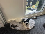 Ulysse, mâle Terrier du Révérend Russell LOF disponible pour saillie