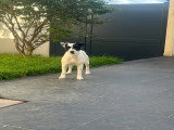 Ulysse, mâle Terrier du Révérend Russell LOF disponible pour saillie