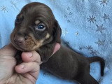 5 chiots Teckel non LOF à réserver nés en avril 2026