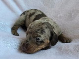 5 chiots Teckel non LOF à réserver nés en avril 2026