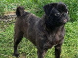 3 chiots Carlins femelles non LOF de mai 2025 à vendre