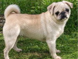 3 chiots Carlins femelles non LOF de mai 2025 à vendre