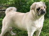 3 chiots Carlins femelles non LOF de mai 2025 à vendre