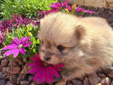 Portée de 4 chiots Spitz Nain poméranien non LOF d'avril 2026 à réserver