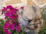 Portée de 4 chiots Spitz Nain poméranien non LOF d'avril 2026 à réserver