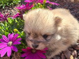 Portée de 4 chiots Spitz Nain poméranien non LOF d'avril 2026 à réserver