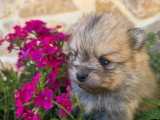 Portée de 4 chiots Spitz Nain poméranien non LOF d'avril 2026 à réserver
